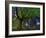 Ponthus Beech Tree 1-Philippe Manguin-Framed Photographic Print