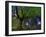 Ponthus Beech Tree 1-Philippe Manguin-Framed Photographic Print