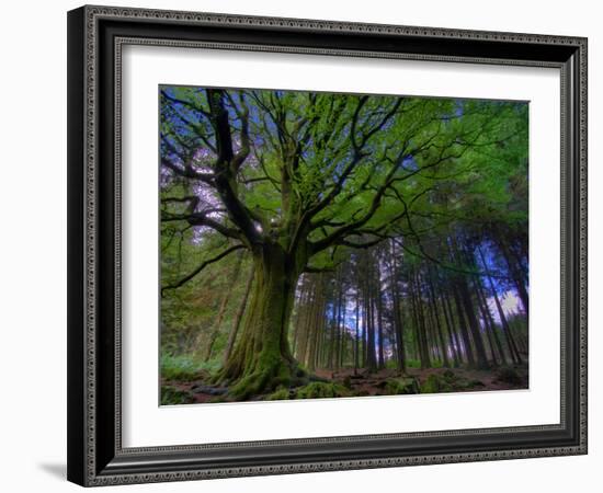 Ponthus Beech Tree 1-Philippe Manguin-Framed Photographic Print