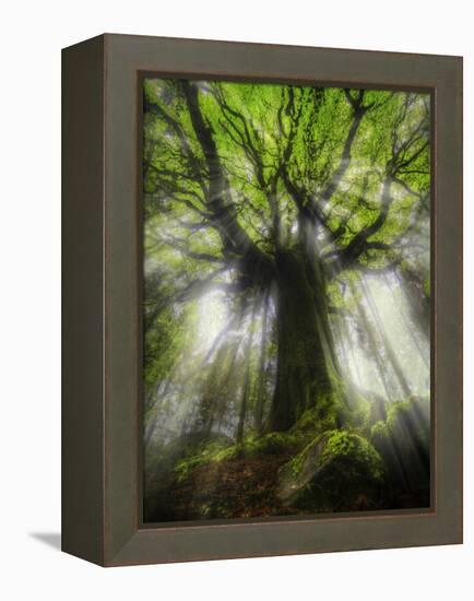 Ponthus Beech Tree 2-Philippe Manguin-Framed Premier Image Canvas