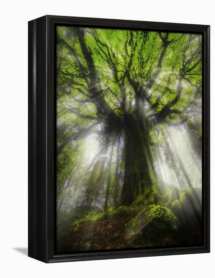 Ponthus Beech Tree 2-Philippe Manguin-Framed Premier Image Canvas