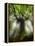 Ponthus Beech Tree 2-Philippe Manguin-Framed Premier Image Canvas