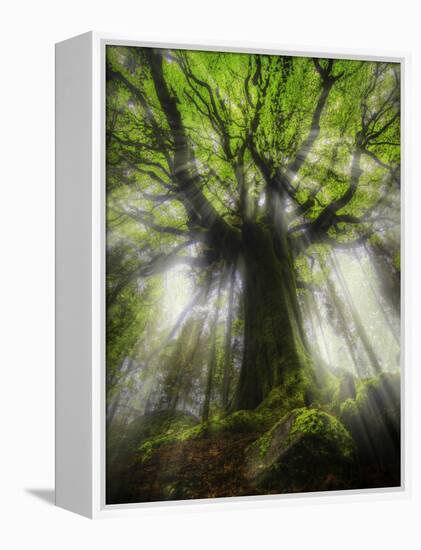 Ponthus Beech Tree 2-Philippe Manguin-Framed Premier Image Canvas