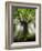 Ponthus Beech Tree 2-Philippe Manguin-Framed Photographic Print