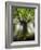 Ponthus Beech Tree 2-Philippe Manguin-Framed Photographic Print