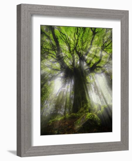 Ponthus Beech Tree 2-Philippe Manguin-Framed Photographic Print