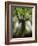 Ponthus Beech Tree 2-Philippe Manguin-Framed Photographic Print