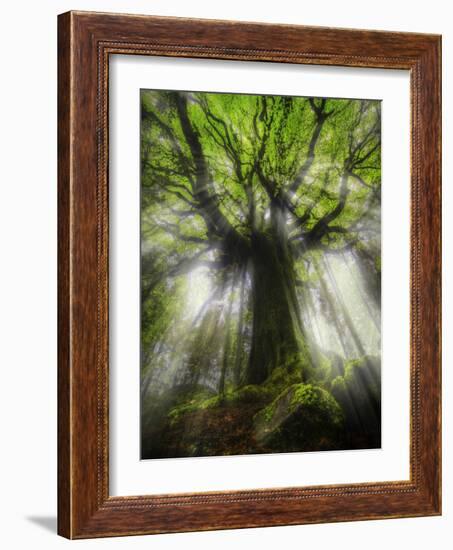 Ponthus Beech Tree 2-Philippe Manguin-Framed Photographic Print