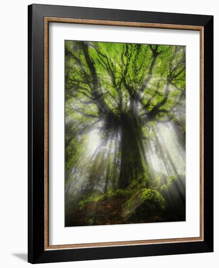 Ponthus Beech Tree 2-Philippe Manguin-Framed Photographic Print