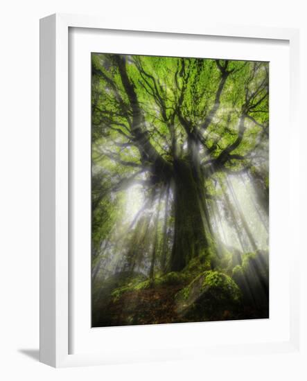 Ponthus Beech Tree 2-Philippe Manguin-Framed Photographic Print