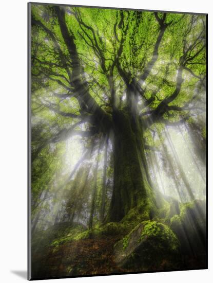 Ponthus Beech Tree 2-Philippe Manguin-Mounted Photographic Print