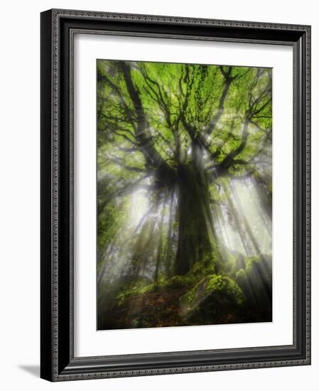 Ponthus Beech Tree 2-Philippe Manguin-Framed Photographic Print