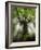 Ponthus Beech Tree 2-Philippe Manguin-Framed Photographic Print