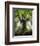 Ponthus Beech Tree 2-Philippe Manguin-Framed Photographic Print