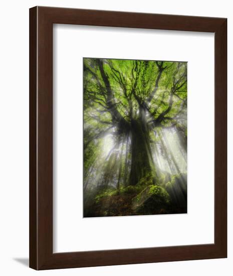 Ponthus Beech Tree 2-Philippe Manguin-Framed Photographic Print