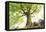 Ponthus beech tree-Philippe Manguin-Framed Premier Image Canvas