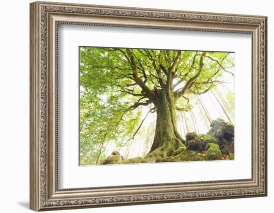 Ponthus beech tree-Philippe Manguin-Framed Photographic Print