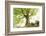 Ponthus beech tree-Philippe Manguin-Framed Photographic Print