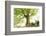 Ponthus beech tree-Philippe Manguin-Framed Photographic Print