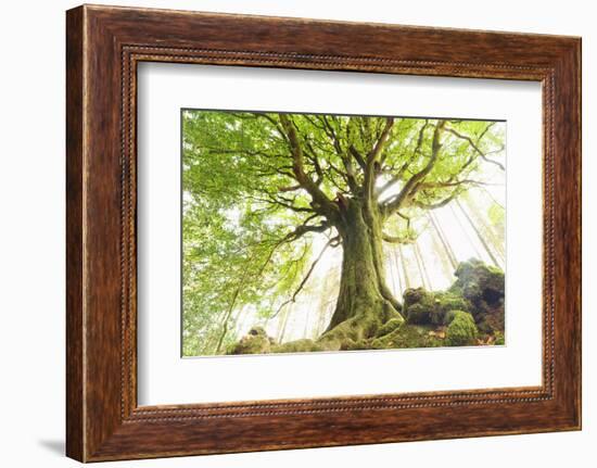 Ponthus beech tree-Philippe Manguin-Framed Photographic Print