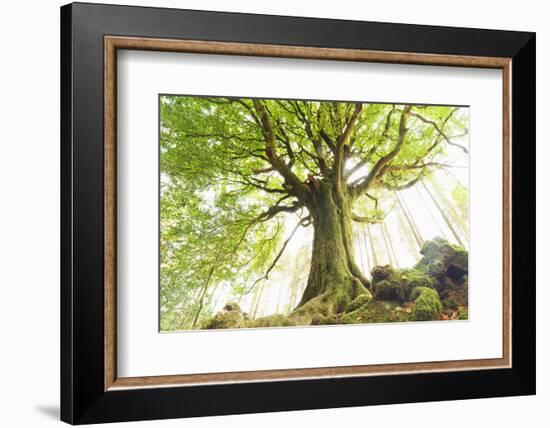 Ponthus beech tree-Philippe Manguin-Framed Photographic Print