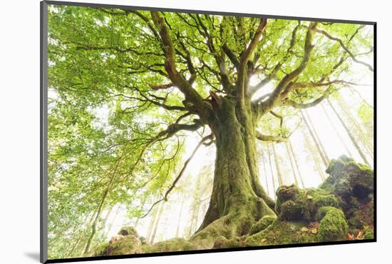 Ponthus beech tree-Philippe Manguin-Mounted Photographic Print