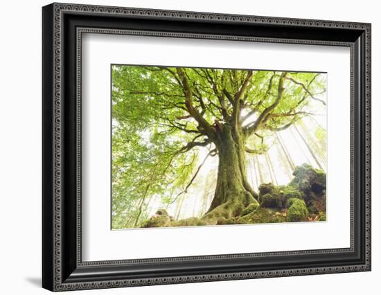 Ponthus beech tree-Philippe Manguin-Framed Photographic Print