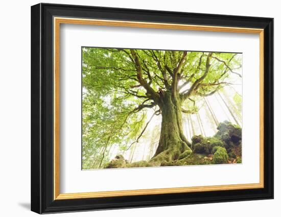 Ponthus beech tree-Philippe Manguin-Framed Photographic Print