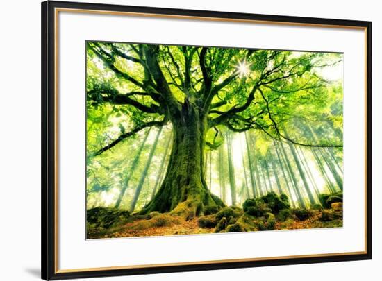 Ponthus' Beech-Christophe Kiciak-Framed Photographic Print