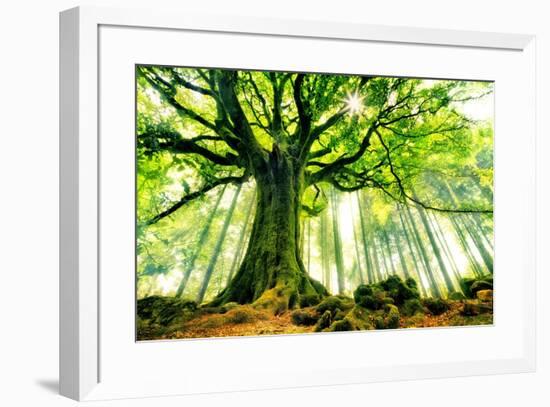 Ponthus' Beech-Christophe Kiciak-Framed Photographic Print