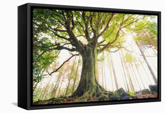 Ponthus old beech 2-Philippe Manguin-Framed Premier Image Canvas