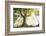 Ponthus old beech 2-Philippe Manguin-Framed Photographic Print