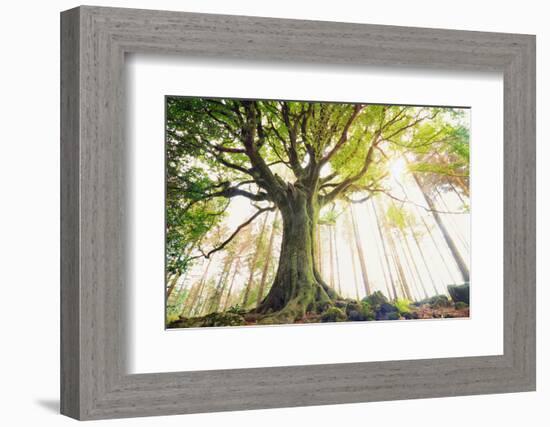 Ponthus old beech 2-Philippe Manguin-Framed Photographic Print