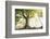 Ponthus old beech 2-Philippe Manguin-Framed Photographic Print