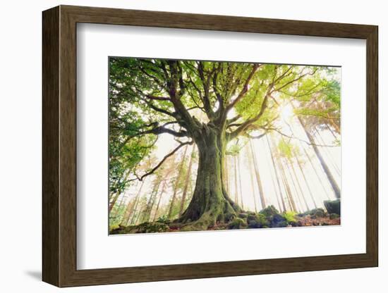 Ponthus old beech 2-Philippe Manguin-Framed Photographic Print