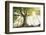 Ponthus old beech 2-Philippe Manguin-Framed Photographic Print