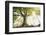 Ponthus old beech 2-Philippe Manguin-Framed Photographic Print