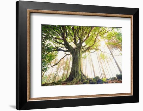 Ponthus old beech 2-Philippe Manguin-Framed Photographic Print