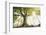 Ponthus old beech 2-Philippe Manguin-Framed Photographic Print