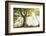 Ponthus old beech 2-Philippe Manguin-Framed Photographic Print