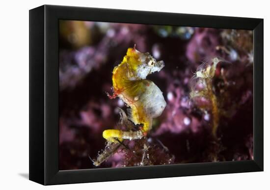 Pontohi Pygmy Seahorse-Matthew Oldfield-Framed Premier Image Canvas