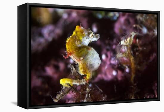 Pontohi Pygmy Seahorse-Matthew Oldfield-Framed Premier Image Canvas