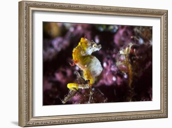 Pontohi Pygmy Seahorse-Matthew Oldfield-Framed Photographic Print