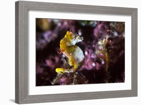 Pontohi Pygmy Seahorse-Matthew Oldfield-Framed Photographic Print