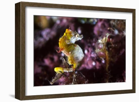 Pontohi Pygmy Seahorse-Matthew Oldfield-Framed Photographic Print