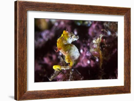 Pontohi Pygmy Seahorse-Matthew Oldfield-Framed Photographic Print