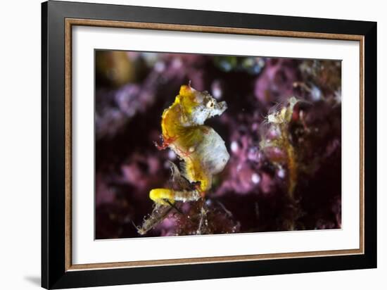 Pontohi Pygmy Seahorse-Matthew Oldfield-Framed Photographic Print