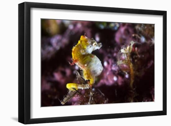 Pontohi Pygmy Seahorse-Matthew Oldfield-Framed Photographic Print