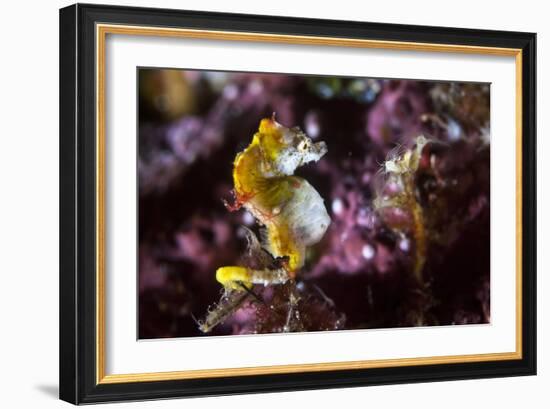 Pontohi Pygmy Seahorse-Matthew Oldfield-Framed Photographic Print