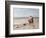 Pony Ride on the Beach-Heywood Hardy-Framed Giclee Print